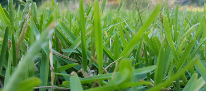 buffalo grass