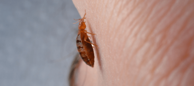 a bed bug climbing up someone's skin