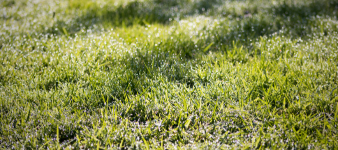 wet grass