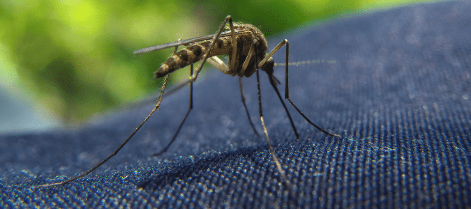 a mosquito on a pair of jeans