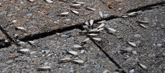 swarming termites (with wings) on concrete walkway