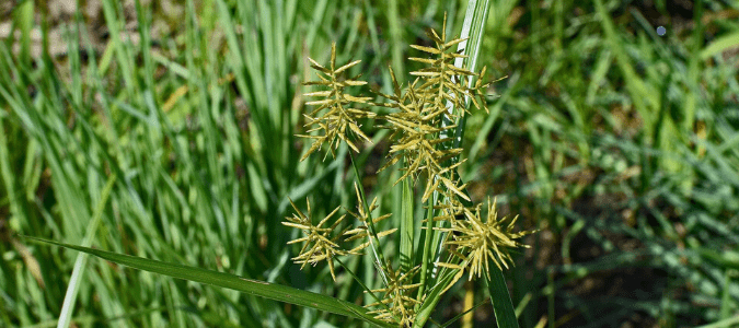 weeds that are about to be composted