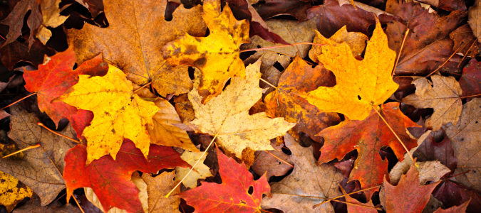 leaves