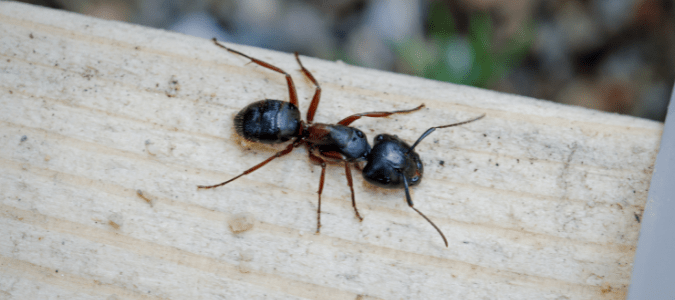 a carpenter ant on a piece of wood