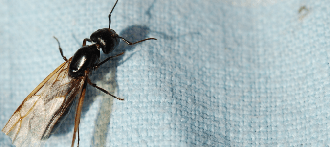 a carpenter ant
