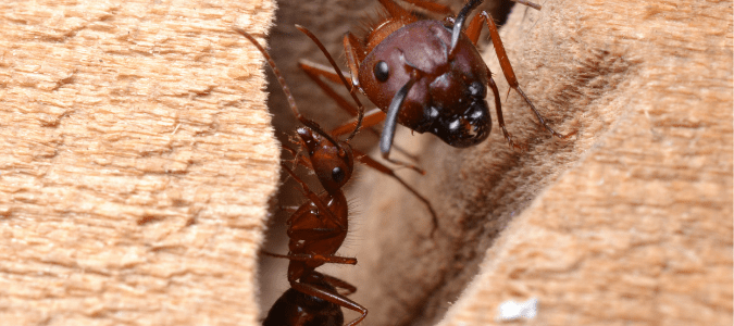 carpenter ants