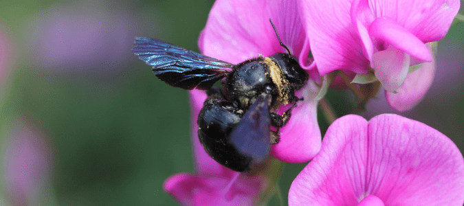 a carpenter bee on a flower