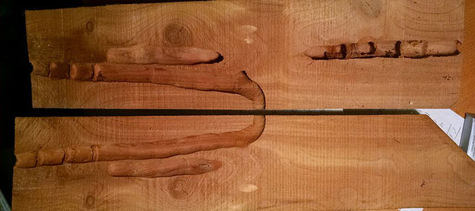 carpenter bee galleries and wood damage
