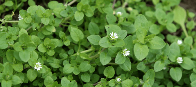 chickweed