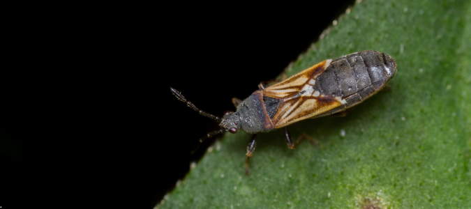 a chinch bug