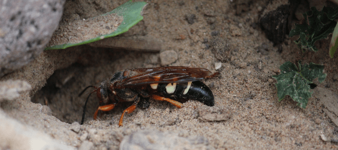 a cicada killer outside of its nest
