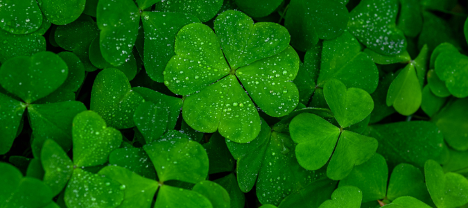clover