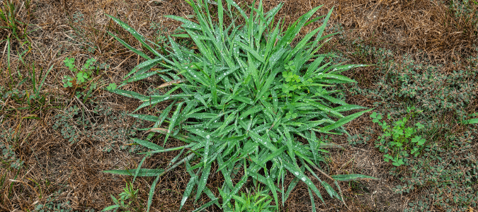 a patch of crabgrass