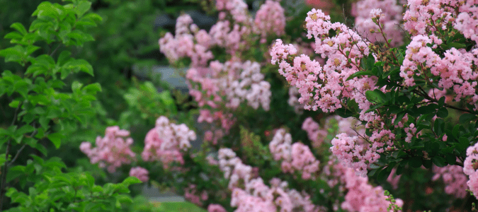 a crape myrtle bush