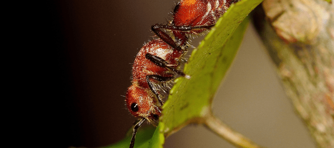 a crazy ant on a leaf