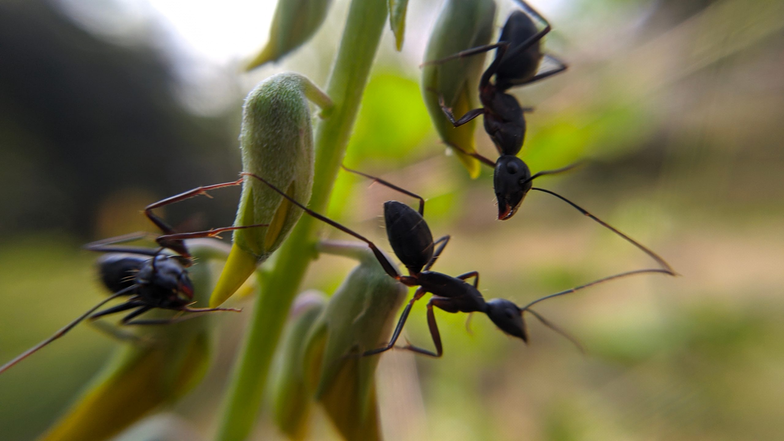 three crazy ants