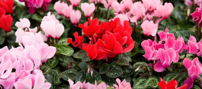 cyclamen