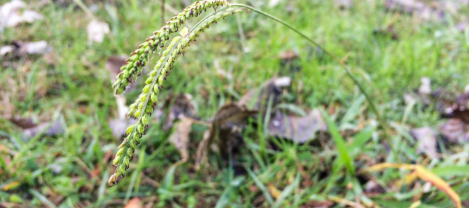 dallisgrass