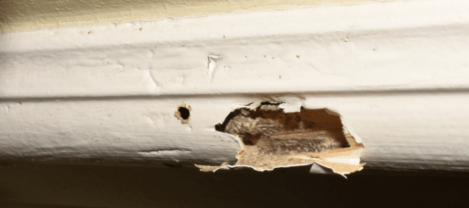 wood damaged from termites