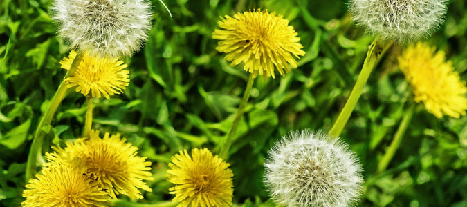 dandelion flower weeds