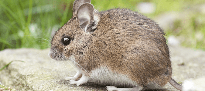 a deer mouse