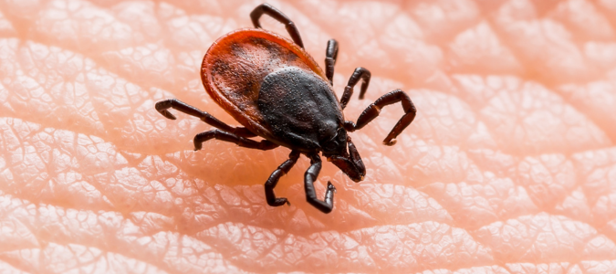 a deer tick