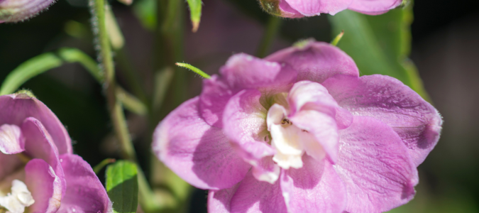 delphinium