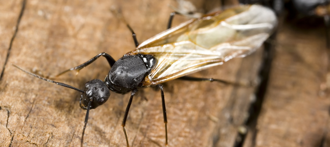 a winged carpenter ant