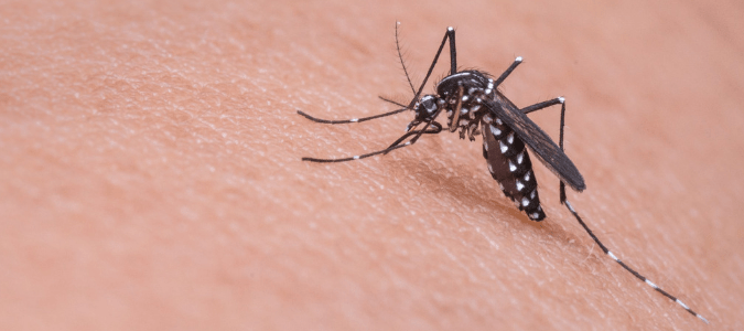 a mosquito on a person's skin