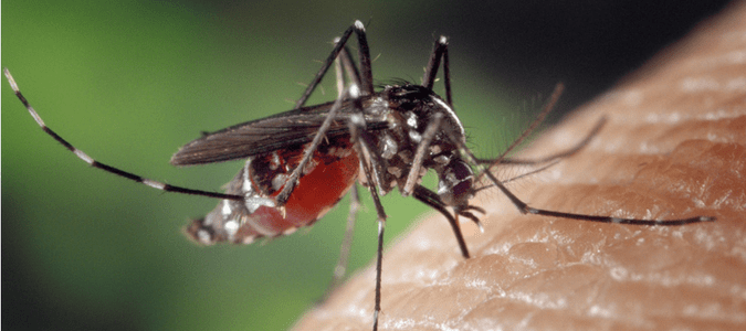 a mosquito biting someone