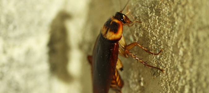 a cockroach crawling up a bedroom wall which makes a homeowner wonder if roaches eat bed bugs