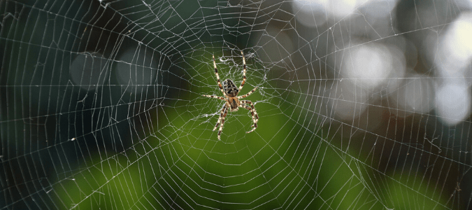 a spider in a web