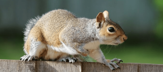 a squirrel on a fence