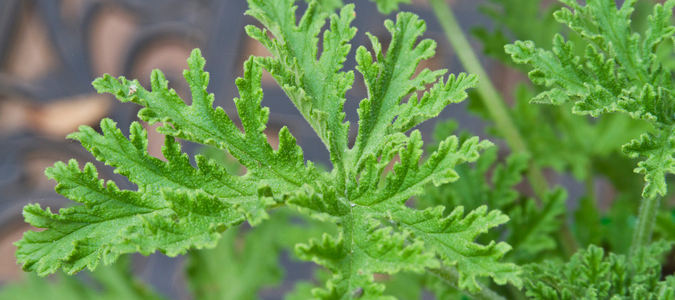 a citronella plant