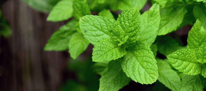 a mint plant