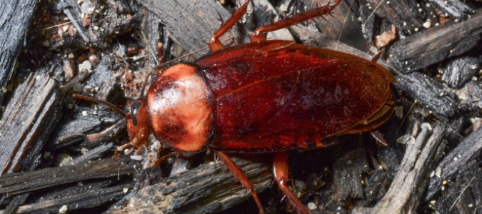a roach in mulch