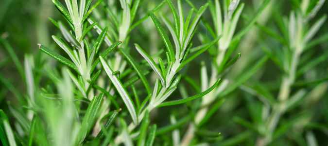 rosemary