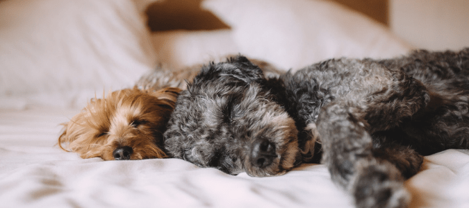 dogs with fleas in the house
