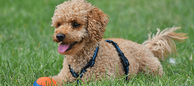 a dog in grass