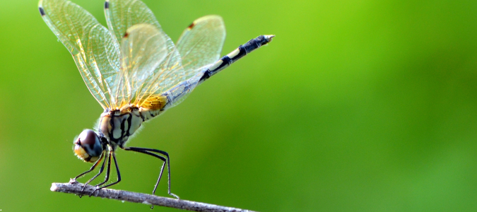 a dragonfly