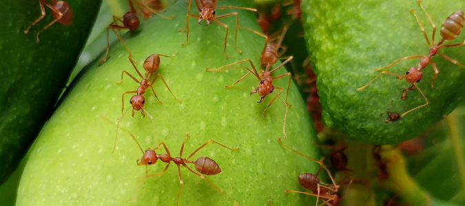 fire ants on a leaf