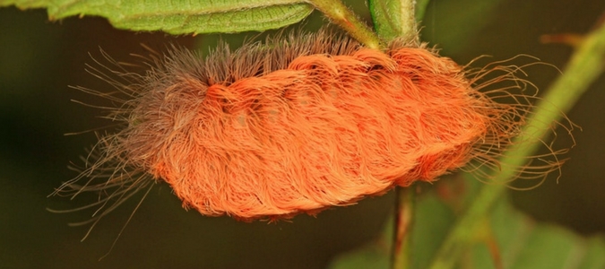flannel moth min