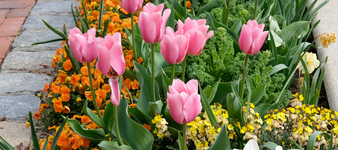 flowers in a flower bed