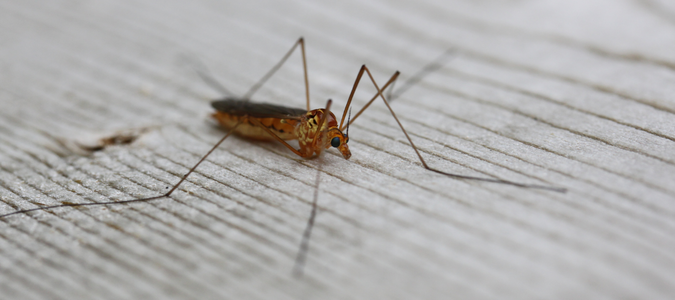 a crane fly