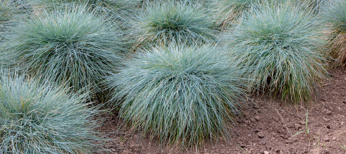 blue fescue