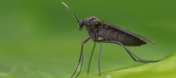 a fungus gnat on a leaf