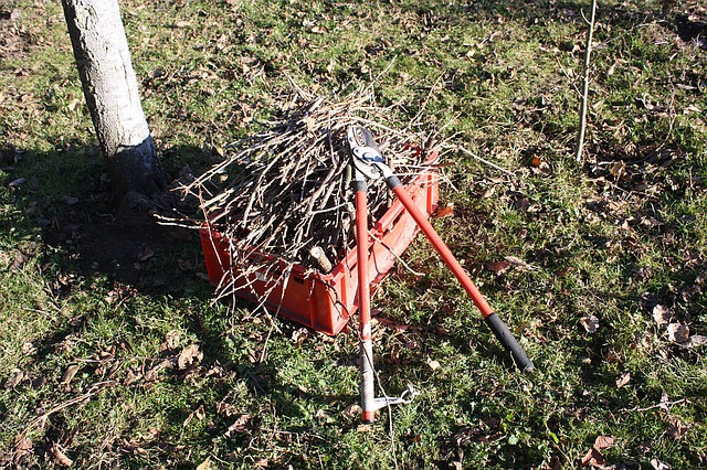 tree branches cleanup