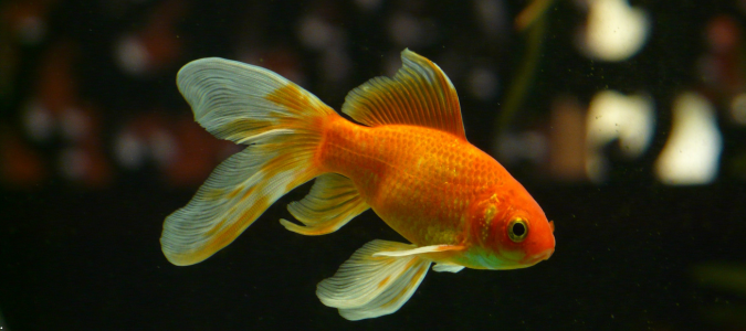 a goldfish