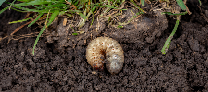 a grub