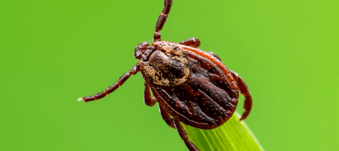 a gulf coast tick